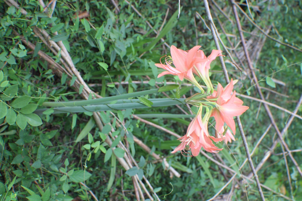 Hippeastrum puniceum (Lam.) Voss